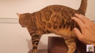 Playing in the furry kitty's bedroom .... Do you like pussy that lick you carefully?