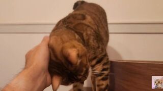 Playing in the furry kitty's bedroom .... Do you like pussy that lick you carefully?