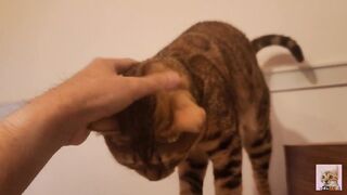 Playing in the furry kitty's bedroom .... Do you like pussy that lick you carefully?