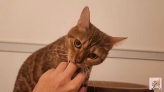 Playing in the furry kitty's bedroom .... Do you like pussy that lick you carefully?
