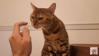 Playing in the furry kitty's bedroom .... Do you like pussy that lick you carefully?
