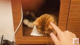 Playing in the furry kitty's bedroom .... Do you like pussy that lick you carefully?