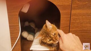 Playing in the furry kitty's bedroom .... Do you like pussy that lick you carefully?
