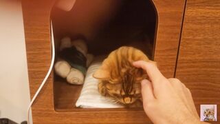 Playing in the furry kitty's bedroom .... Do you like pussy that lick you carefully?