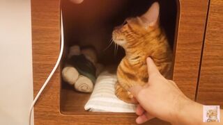 Playing in the furry kitty's bedroom .... Do you like pussy that lick you carefully?