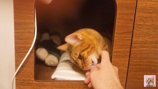 Playing in the furry kitty's bedroom .... Do you like pussy that lick you carefully?