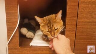 Playing in the furry kitty's bedroom .... Do you like pussy that lick you carefully?