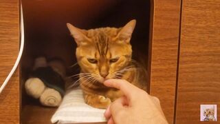 Playing in the furry kitty's bedroom .... Do you like pussy that lick you carefully?
