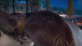 Naga Deep Blowjob Futa Huge Cock Cum Inside | Carnal Instinct | 3D