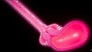 Furry Huge Cum load Neko Huge Cock | Carnal Instinct | 3D