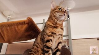 Playing with cute furry pussycat ... wholesome video that anyone can watch, not porn.