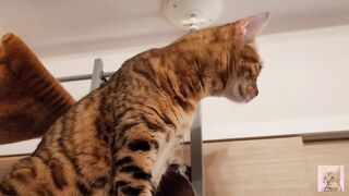 Playing with cute furry pussycat ... wholesome video that anyone can watch, not porn.