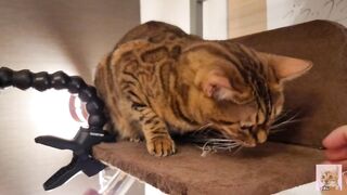 Playing with cute furry pussycat ... wholesome video that anyone can watch, not porn.