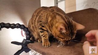 Playing with cute furry pussycat ... wholesome video that anyone can watch, not porn.
