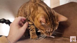 Playing with cute furry pussycat ... wholesome video that anyone can watch, not porn.