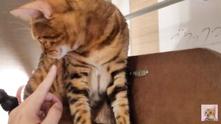 Playing with cute furry pussycat ... wholesome video that anyone can watch, not porn.