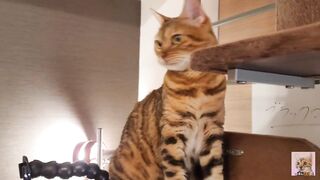 Playing with cute furry pussycat ... wholesome video that anyone can watch, not porn.