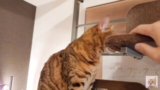 Playing with cute furry pussycat ... wholesome video that anyone can watch, not porn.