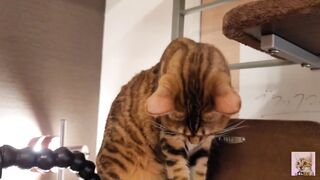 Playing with cute furry pussycat ... wholesome video that anyone can watch, not porn.