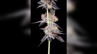 Budmail 420