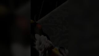Furry Video P102