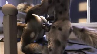 Furry Video P113