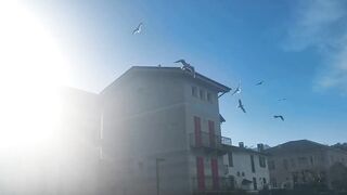 Lago vista as