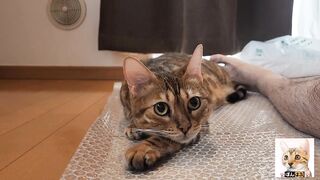 Look at the kitty snuggled up with you.
