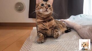 Look at the kitty snuggled up with you.