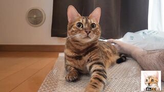 Look at the kitty snuggled up with you.