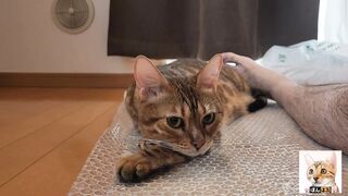 Look at the kitty snuggled up with you.