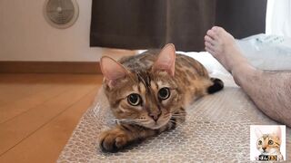 Look at the kitty snuggled up with you.