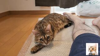 Look at the kitty snuggled up with you.