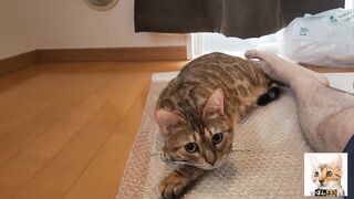 Look at the kitty snuggled up with you.