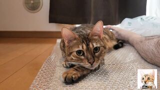 Look at the kitty snuggled up with you.