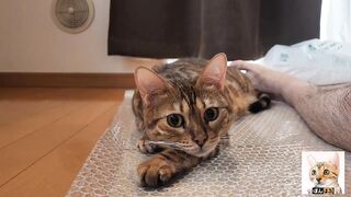 Look at the kitty snuggled up with you.