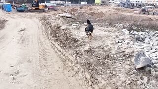 Я хочу собака