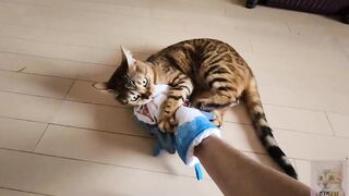 Pussycat playing in costume are the ultimate and perfect idols. OSHI NO KO HENTAI