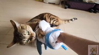 Pussycat playing in costume are the ultimate and perfect idols. OSHI NO KO HENTAI