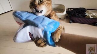 Pussycat playing in costume are the ultimate and perfect idols. OSHI NO KO HENTAI
