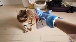 Pussycat playing in costume are the ultimate and perfect idols. OSHI NO KO HENTAI