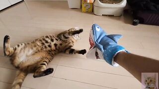 Pussycat playing in costume are the ultimate and perfect idols. OSHI NO KO HENTAI