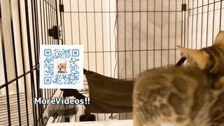 Pussycat playing in costume are the ultimate and perfect idols. OSHI NO KO HENTAI