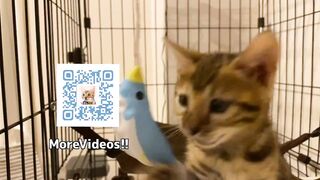 Pussycat playing in costume are the ultimate and perfect idols. OSHI NO KO HENTAI