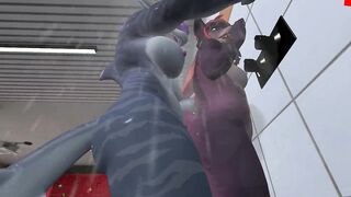 Heat anthro Futa furry dragon and sexy furry fox