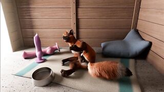 Fox's playing pussy cat in kennel by h0rs3