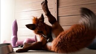 Fox's playing pussy cat in kennel by h0rs3