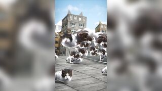 What's going on here? Funny Videos