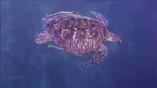 Расслабляющие видео после дрочки