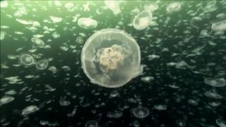 Расслабляющие видео после дрочки